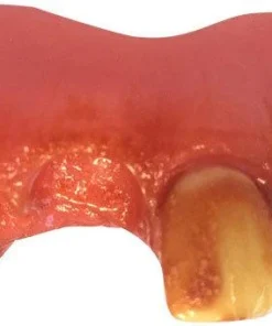 Sweidas Rotten Fake Teeth Buy Costumes