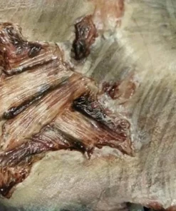 Tinsley Transfers Buy Costumes Zombie Gore Halloween Costume Makeup 3D FX Transfers