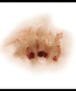 Tinsley Transfers Zombie Nose Horror 3D FX Transfers Halloween Costume Makeup Buy Costumes