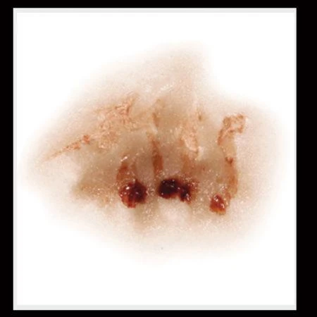 Tinsley Transfers Zombie Nose Horror 3D FX Transfers Halloween Costume Makeup Buy Costumes 4 Tinsley Transfers Zombie Nose Horror 3D FX Transfers Halloween Costume Makeup Buy Costumes