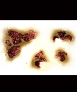 Tinsley Transfers Zombie Rot Face Wounds Horror Makeup Halloween 3D FX Transfers