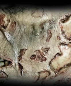 Tinsley Transfers Zombie Jawbone Scar Halloween Horror Makeup 3D FX Transfers Buy Costumes