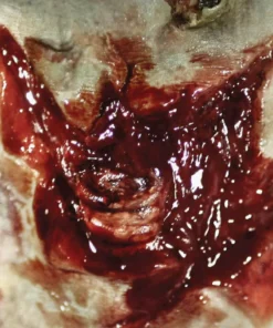 Tinsley Transfers Buy Costumes Zombie Torn Throat Scar Halloween Horror Makeup 3D FX Transfers